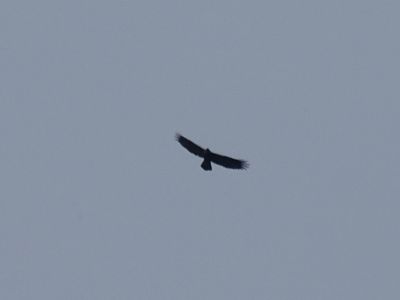 DSC09177-Steinadler.JPG