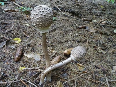 DSC09183-Parasolpilz.JPG