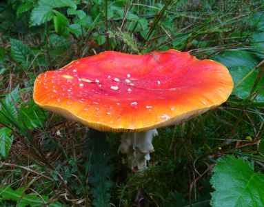 DSC09202-Fliegenpilz.JPG
