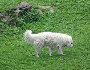 DSC09215-Slowakische-cuvac.JPG