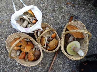 DSC09375-viele-Pilze.JPG