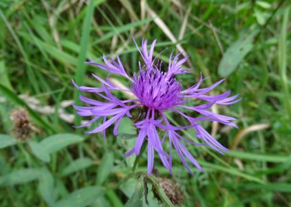 DSC09387-Wiesen-Flockenblume.JPG