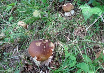 DSC09390-Steinpilz.JPG