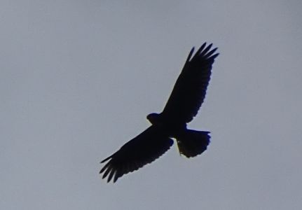 DSC09402-Rohrweihe.JPG