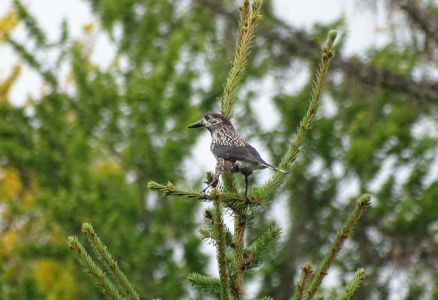 DSC09415-Tanenhaeher.JPG