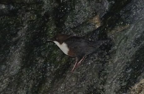 DSC09466-Wasseramsel.JPG