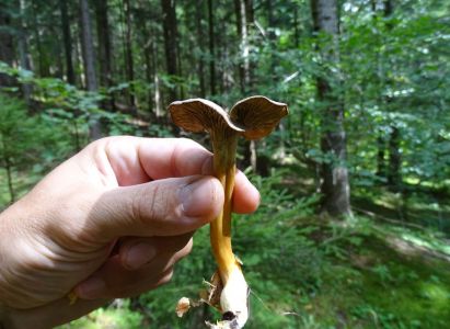 DSC09491-Gelbe-Kraterelle.JPG