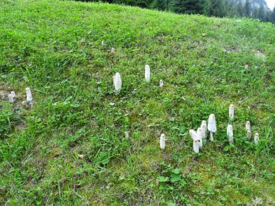DSC09503-Schopftintling.JPG