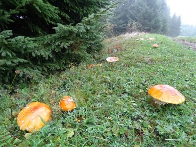 DSC00080-Gelber-Fliegenpilz.JPG
