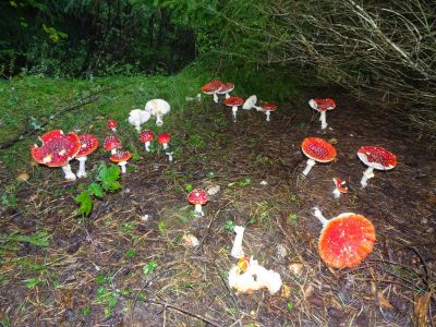 DSC00085-Fliegenpilz.JPG