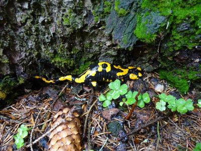 DSC09776-Feuersalamander.JPG