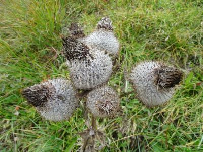 DSC09816-Wollige-Distel.JPG