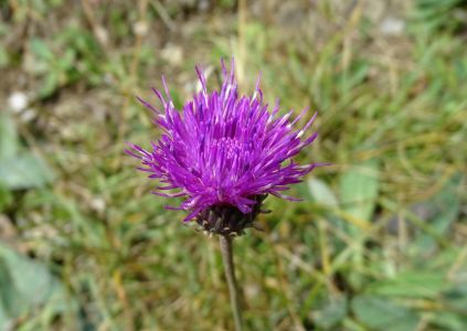 DSC09821-Bergkratz-Distel.JPG