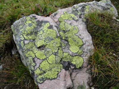 DSC09825-Landkartenflechte.JPG