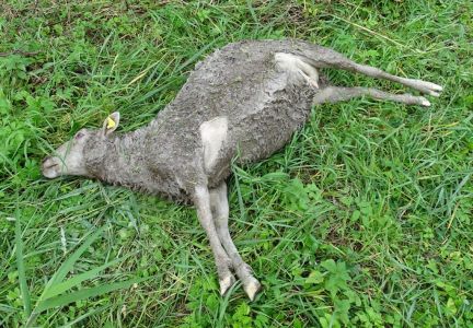 DSC00141-vom-Wolf-gerissenes-Schaf.JPG