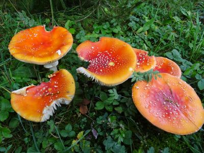 DSC00239-Fliegenpilz.JPG