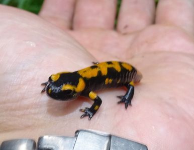DSC00263-junger-Feuersalamander.JPG