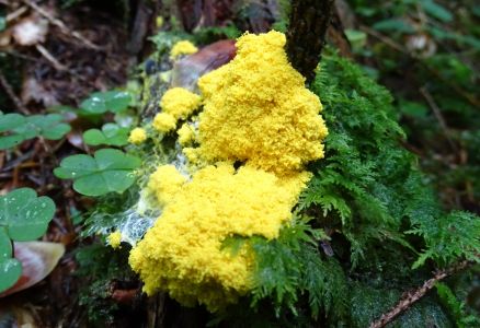 DSC00272-Gelbe-Lohblüte.JPG