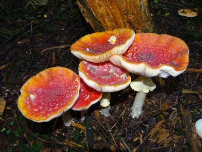 DSC00278-Fliegenpilz.JPG