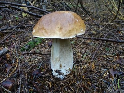 DSC00279-Steinpilz.JPG