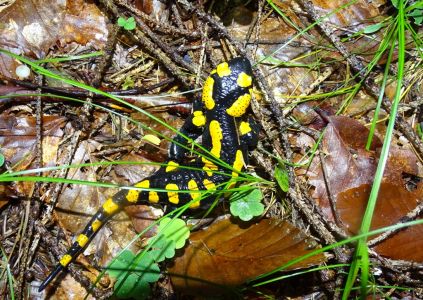 DSC00282-Feuersalamander.JPG