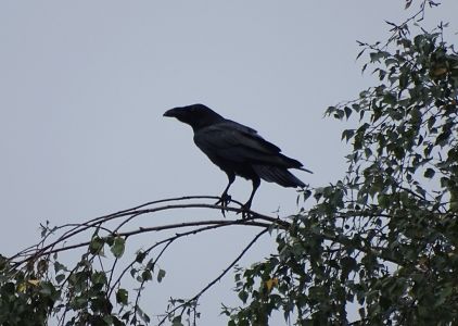 DSC00662-Kolkrabe.JPG