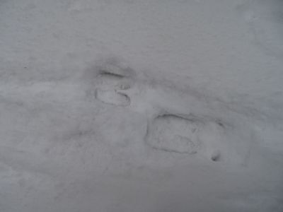 DSC01156-Hirschspur.JPG