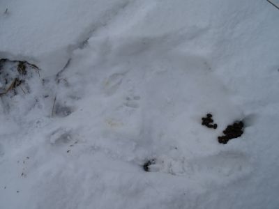 DSC01166-Rehschlafplatz.JPG