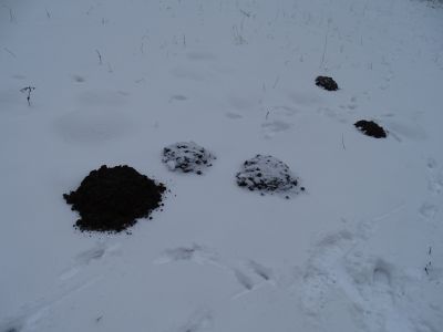 DSC01188-Maulwurfhügel.JPG