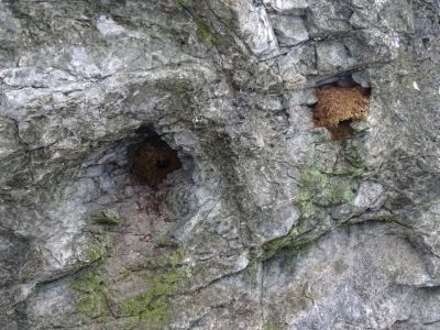 DSC01201-Wasseramselnest.JPG