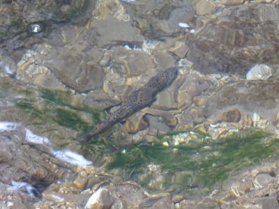 DSC01211-Bachforelle.JPG