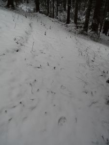 DSC01220-Schnürren-vom-Wolf.JPG
