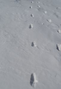 DSC01798-Wildschweinspuren.JPG