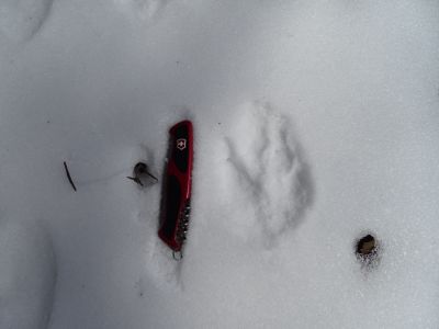 DSC01801-Wolfsspur.JPG