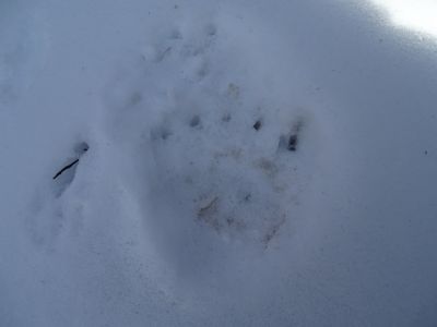 DSC01805-Bärenspur.JPG