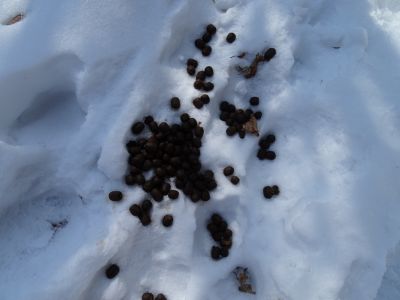 DSC01810-Hirschlosung.JPG