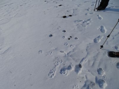 DSC01823-frische-Wolfsspur.JPG