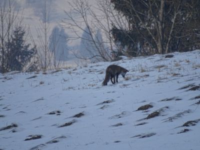 DSC01835-Fuchs.JPG