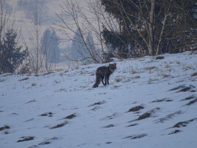 DSC01839-Fuchs.JPG