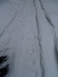 DSC01907-alte-Luchsspur.JPG