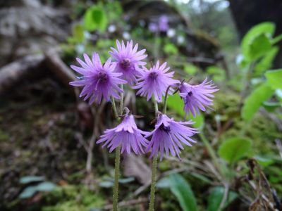 DSC02513-Karpaten-Trodellblume.JPG