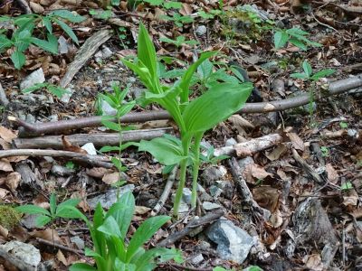 DSC02601-Frauenschuh-vor-der-Blüte.JPG