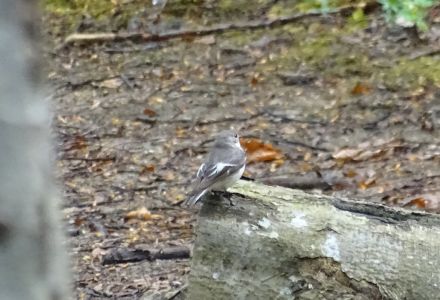 DSC02628-Halsbandschnäpper-Weibchen.JPG