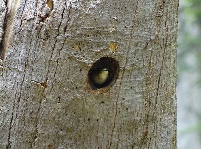DSC02633-Halsbandschnäpper-Weibchen.JPG