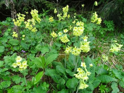 DSC02644-Himelschlüsselblume.JPG