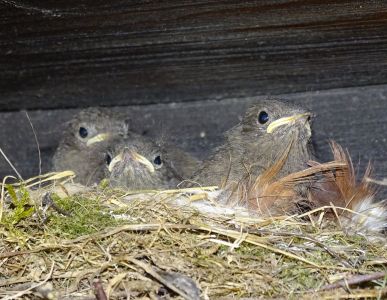 DSC03084-Hausrotschwanz.JPG