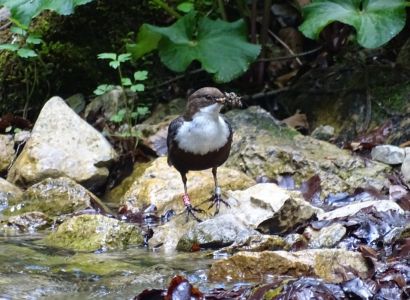 DSC03256-Wasseramsel.JPG