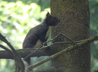 DSC03272-Eichhörnchen.JPG