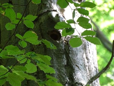 DSC03536-Brutstelle-von-Weisrückenspecht.JPG