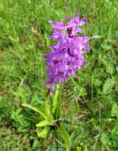 DSC03557-Großes-Knabenkraut.JPG
